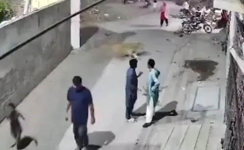 Video Of Escaped Pet Lion In Pakistan Lahore Street2