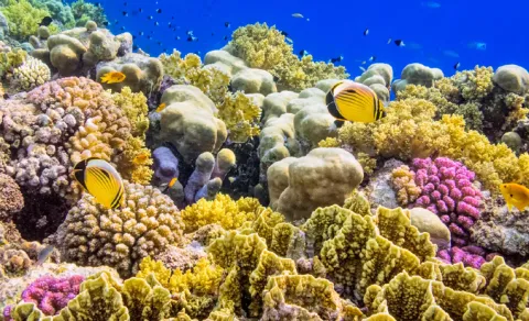 coral reef in visakhapatnam andhra pradesh