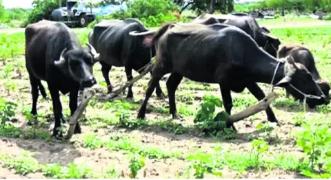 కళ్యా