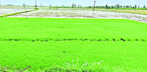 సాయంప