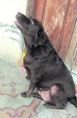 రేబిస