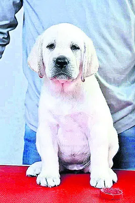 పెంపక