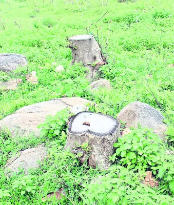 అక్రమ కలప రవాణాపై ముమ్మర తనిఖీ..