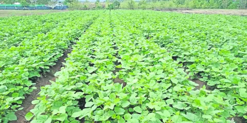 అపరాల