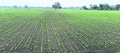 ఆశల మొలకలు