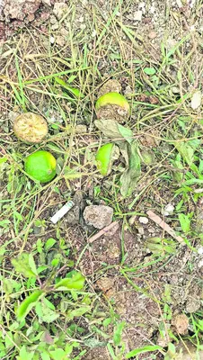 ట్రాక్టర్‌టైరుకు తగిలి బాలుడి మృతి 
