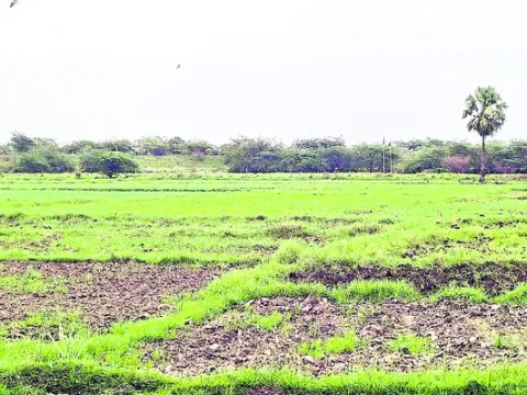 సాగుప