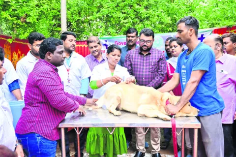 జంతువుల పెంపకంలో జాగ్రత్తలు తప్పనిసరి 