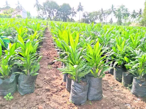 ఆయిల్‌పామ్‌... సాగు లాభదాయకం