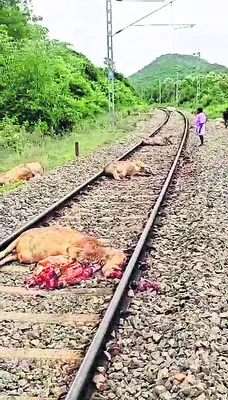 రైలు ఢీకొని 13 పశువులు మృతి 