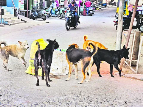 వీధి కుక్కలు .. భౌబోయ్‌..! 