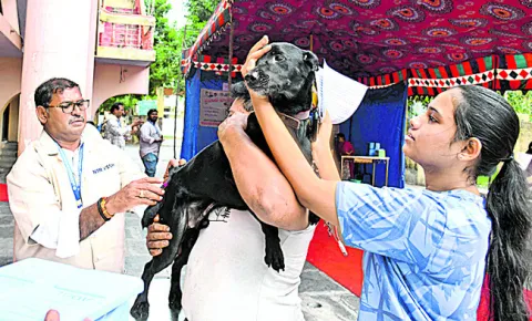పప్పీ