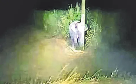 Baby Elephant Caught Eating Sugarcane in Thailand, Hides Behind Pole12