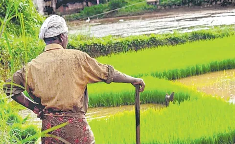 Investment of USD 75 bn needed for Indian farmers to adapt to climate change impact