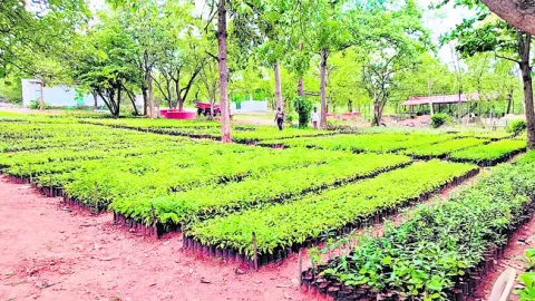 వన మహ
