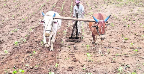 అరక కూలీకి డిమాండ్‌