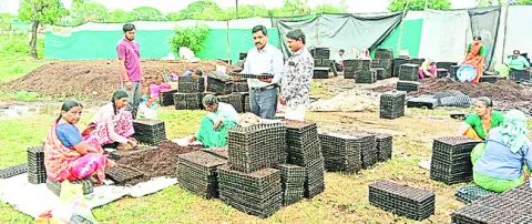 నర్సరీ నిర్వాహకులు నిబంధనలు పాటించాలి
