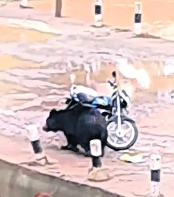 ఎలుగు