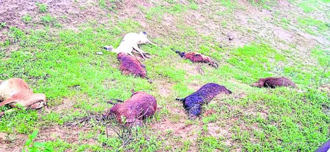 విషపు మొక్కలు తిని   70 గొర్రెలు మృత్యువాత
