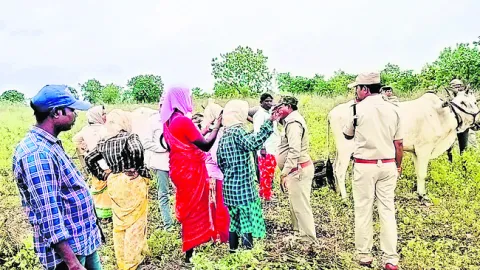 అటవీ ప్లాంటేషన్‌లో  సాగుకు యత్నం
