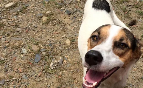 Dog Bark Saves 67 Lives Himachal Village Fact Check Full Details13