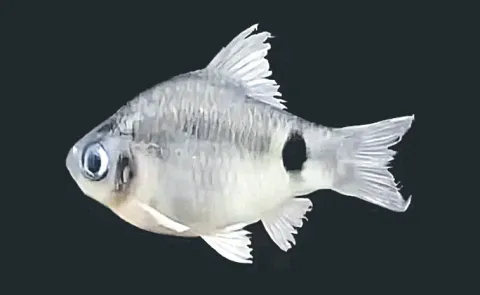 New fish species discovered in Brahmaputra River14