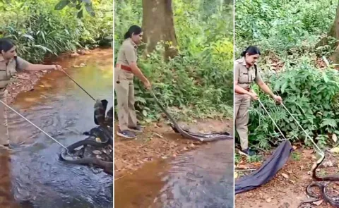 Kerala Forest Officers Daring Rescue Of 16-Foot King Cobra Goes Viral 