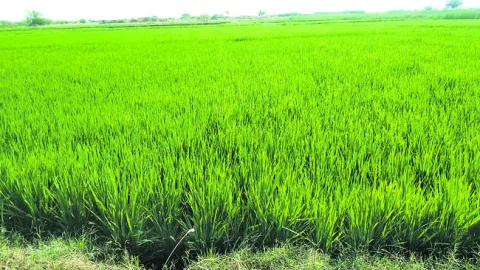 మెట్టకు ప్రాణం పోసిన అపర భగీరథుడు