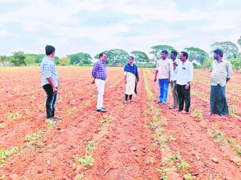 పత్తి