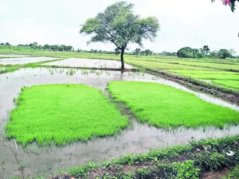పాత ఆయకట్టుకు సాగునీరు.. 

