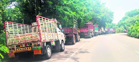 నీడ కోసం కాదు.. మొక్కల కోసమే.! 