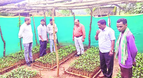 10 వేల ఎకరాల్లో కాఫీ మొక్కల పునరుద్ధరణ
