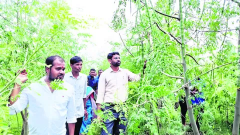 మునగ తోట.. లాభాల బాట