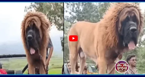 Sultan Dog In Vishakapatnam 1