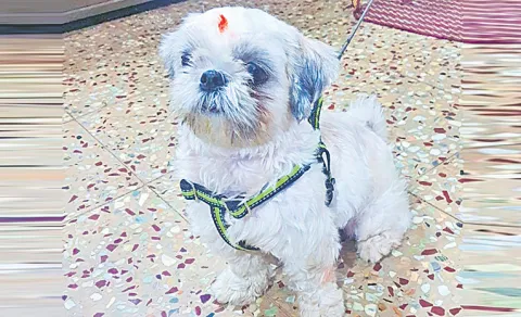 Puppy missing in Amberpet