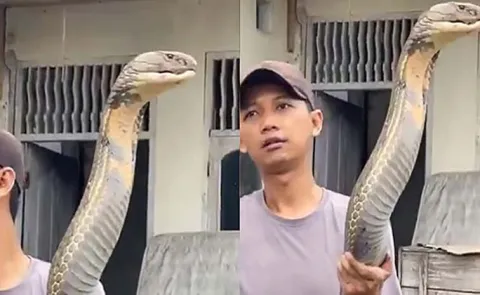 Man Fearlessly Holding Giant King Cobra Goes Viral On Socialmedia8