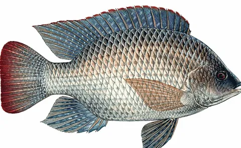 Sagubadi Special story Recirculating aquaculture system Modern fish farming 13