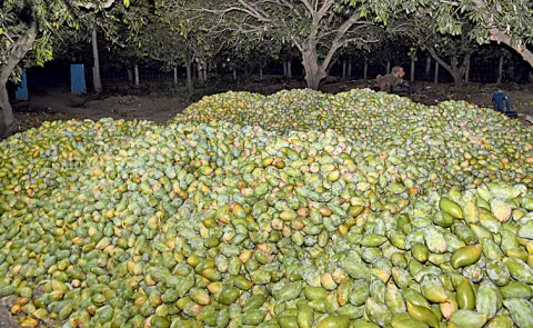 Mango farmers fire on Chandrababu Naidu govt: Andhra pradesh