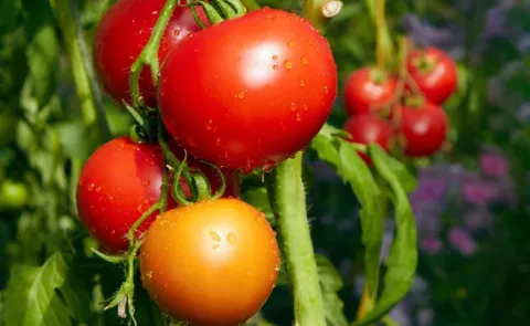 Sagubadi: How to manage nematodes in vegetable crops15