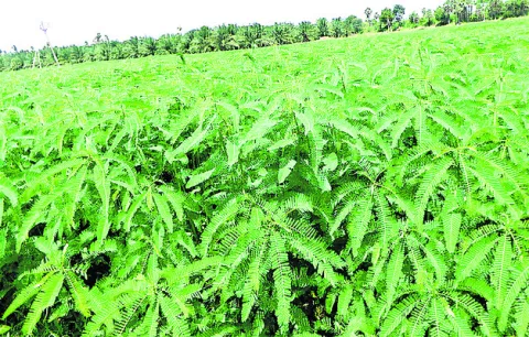 సేంద్