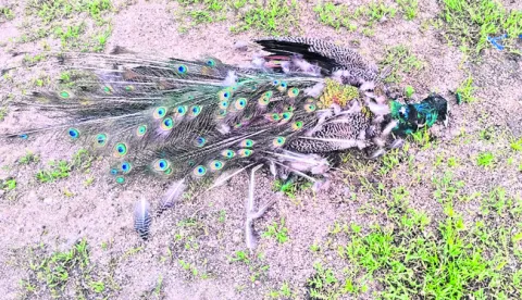 కుక్కల దాడిలో నెమలి మృతి 
