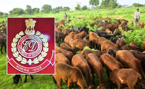 ED statement on Telangana sheep distribution scam case