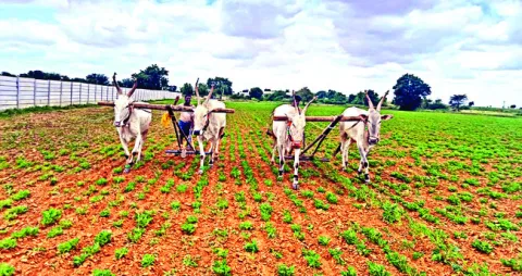 భారీగా పడిపోయిన వేరుశనగ సాగు 