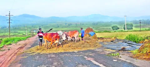 జోరుగ
