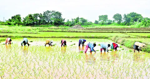 సాగు 