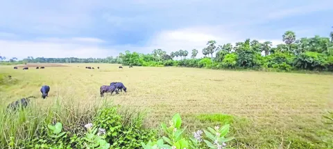 శృతి 