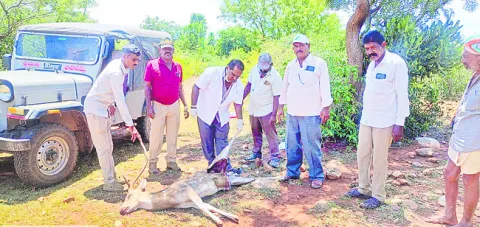 కుక్కల దాడిలో అడవిదుప్పి మృతి 