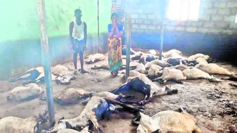 పిడుగుపాటుతో 47 గొర్రెలు మృతి 