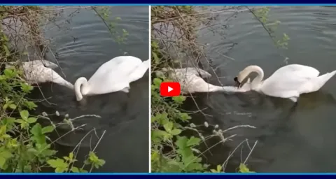 Swan Mourns Video Goes Viral 1