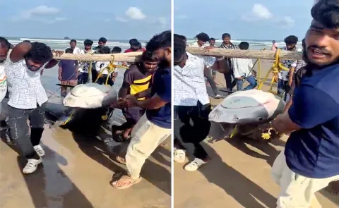 500 Kg Fish Caught Fishermen At Anakapalle